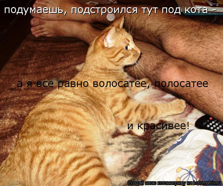 подумаешь, подстроился тут под кота - а я все равно волосатее, полосатее и красивее!... Котоматрица: подумаешь, подстроился тут под кота - а я все равно волосатее, полосатее и красивее!