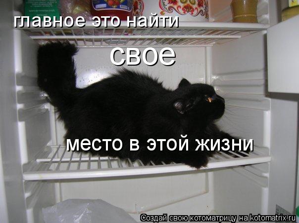 главное это найти свое место в этой жизни... Котоматрица: главное это найти свое место в этой жизни