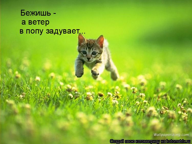 Бежишь - а ветер в попу задувает...... Котоматрица: Бежишь - а ветер в попу задувает...