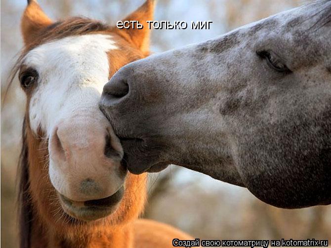 есть только миг... Котоматрица: есть только миг