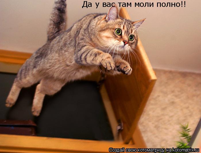 Да у вас там моли полно!!... Котоматрица: Да у вас там моли полно!!