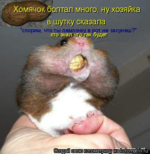 Хомячок болтал много, ну хозяйка в шутку сказала "спорим, что ты лампочку в рот не засунеш?" кто зна... Котоматрица: Хомячок болтал много, ну хозяйка в шутку сказала "спорим, что ты лампочку в рот не засунеш?" кто знал что так будет