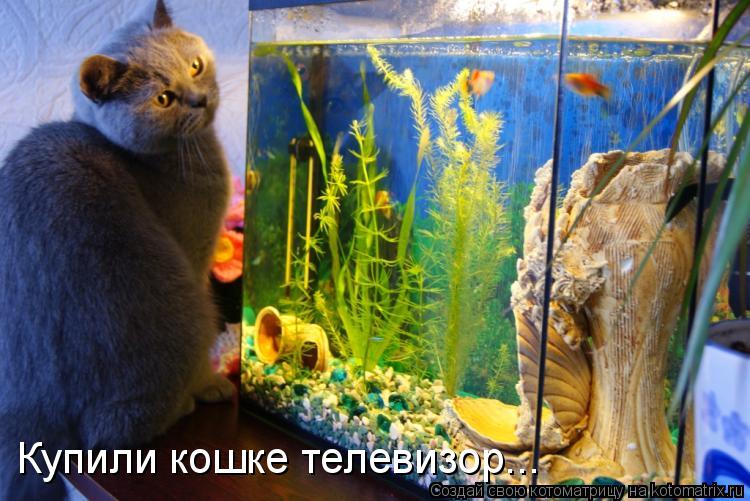 Купили кошке телевизор...... Котоматрица: Купили кошке телевизор...