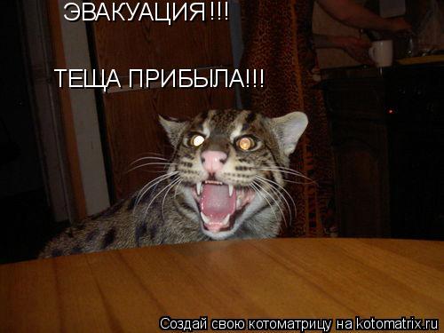 ЭВАКУАЦИЯ ТЕЩА ПРИБЫЛА!!! !!!... Котоматрица: ЭВАКУАЦИЯ ТЕЩА ПРИБЫЛА!!! !!!