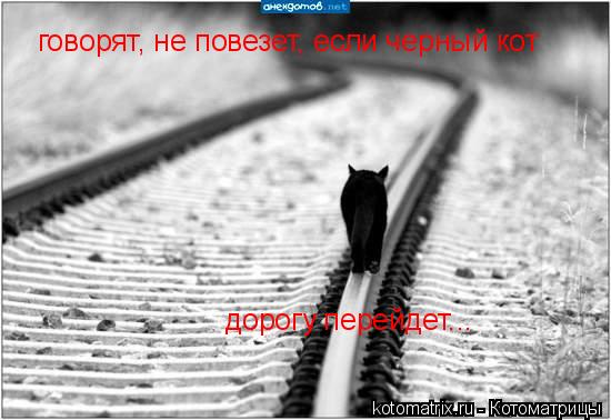 говорят, не повезет, если черный кот дорогу перейдет...... Котоматрица: говорят, не повезет, если черный кот дорогу перейдет...