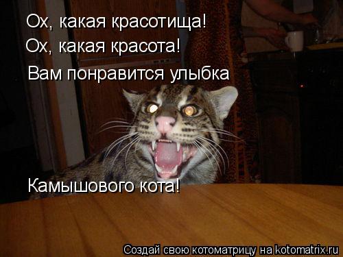 Ох, какая красотища! Ох, какая красота! Вам понравится улыбка Камышового кота!... Котоматрица: Ох, какая красотища! Ох, какая красота! Вам понравится улыбка Камышового кота!