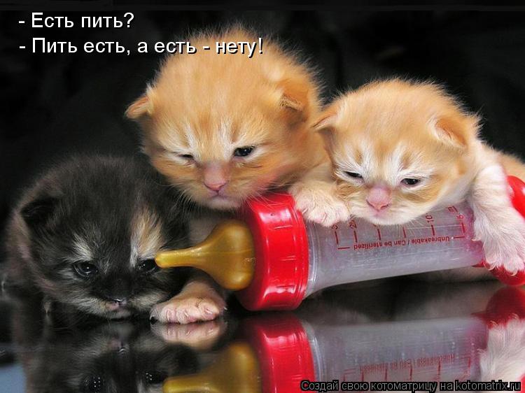 - Есть пить? - Пить есть, а есть - нету!... Котоматрица: - Есть пить? - Пить есть, а есть - нету!