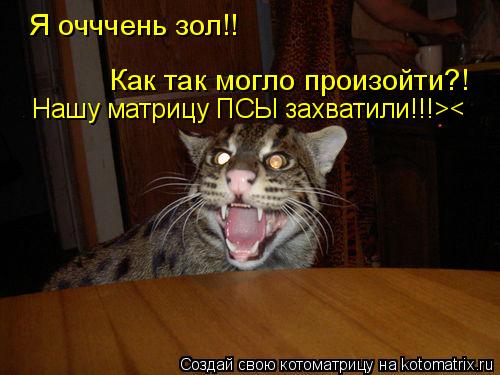 Я очччень зол!! Как так могло произойти?! Нашу матрицу ПСЫ захватили!!!><... Котоматрица: Я очччень зол!! Как так могло произойти?! Нашу матрицу ПСЫ захватили!!!><