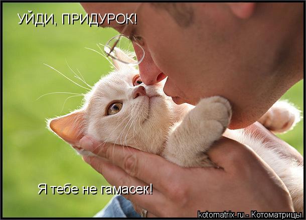 УЙДИ, ПРИДУРОК! Я тебе не гамасек!... Котоматрица: УЙДИ, ПРИДУРОК! Я тебе не гамасек!