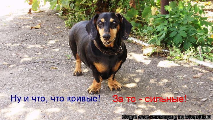 Ну и что, что кривые! За то - сильные!... Котоматрица: Ну и что, что кривые! За то - сильные!