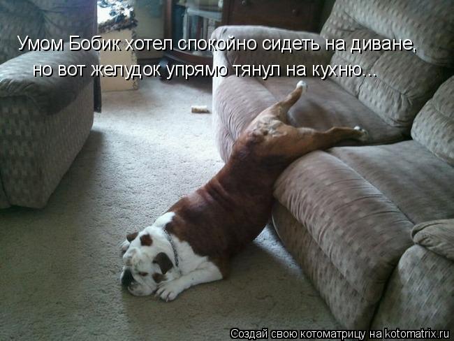 Умом Бобик хотел спокойно сидеть на диване, но вот желудок упрямо тянул на кухню...... Котоматрица: Умом Бобик хотел спокойно сидеть на диване, но вот желудок упрямо тянул на кухню...