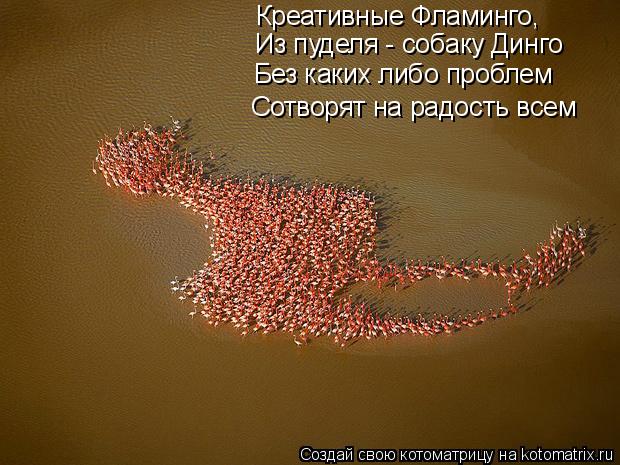 Креативные Фламинго, Из пуделя - собаку Динго Без каких либо проблем Сотворят на радость всем... Котоматрица: Креативные Фламинго, Из пуделя - собаку Динго Без каких либо проблем Сотворят на радость всем
