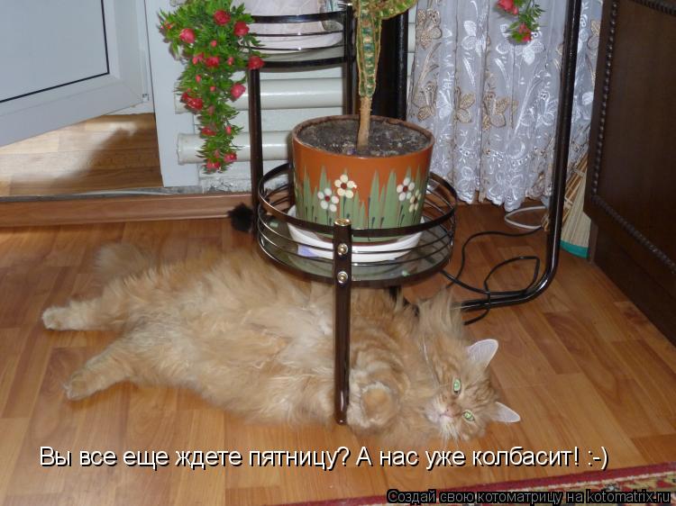 Вы все еще ждете пятницу? А нас уже колбасит! :-)... Котоматрица: Вы все еще ждете пятницу? А нас уже колбасит! :-)