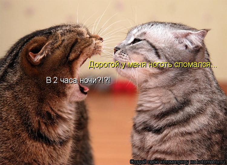 Дорогой,у меня ноготь сломался... В 2 часа ночи?!?!... Котоматрица: Дорогой,у меня ноготь сломался... В 2 часа ночи?!?!