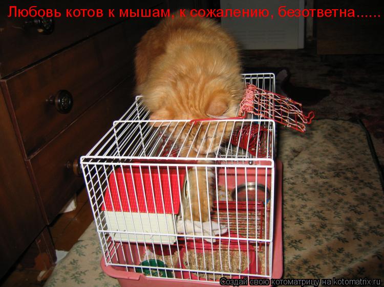Любовь котов к мышам, к сожалению, безответна......... Котоматрица: Любовь котов к мышам, к сожалению, безответна......