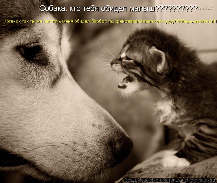 Собака: кто тебя обидел малыш?????????? Котенок:так ты же сволочь меня обидел барбос ты хреновааааааа... Котоматрица: Собака: кто тебя обидел малыш?????????? Котенок:так ты же сволочь меня обидел барбос ты хреновааааааааа сука ууууббббььььююююю!!!!!!!