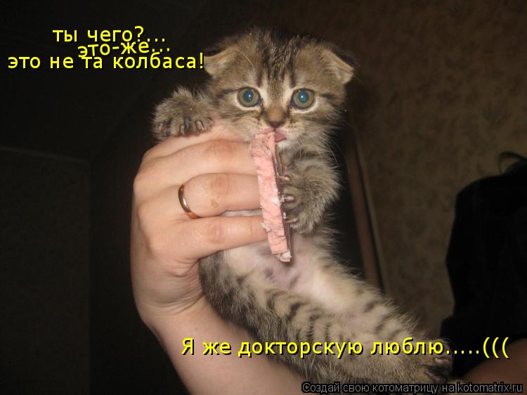 ты чего?... это-же... это не та колбаса! Я же докторскую люблю.....(((... Котоматрица: ты чего?... это-же... это не та колбаса! Я же докторскую люблю.....(((