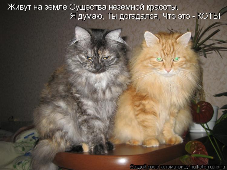 Живут на земле Существа неземной красоты. Я думаю, Ты дога... Котоматрица: Живут на земле Существа неземной красоты. Я думаю, Ты догадался, Что это - КОТЫ Я думаю, Ты догадался, Чт