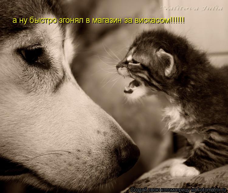 а ну быстро згонял в магазин за вискасом!!!!!!... Котоматрица: а ну быстро згонял в магазин за вискасом!!!!!!