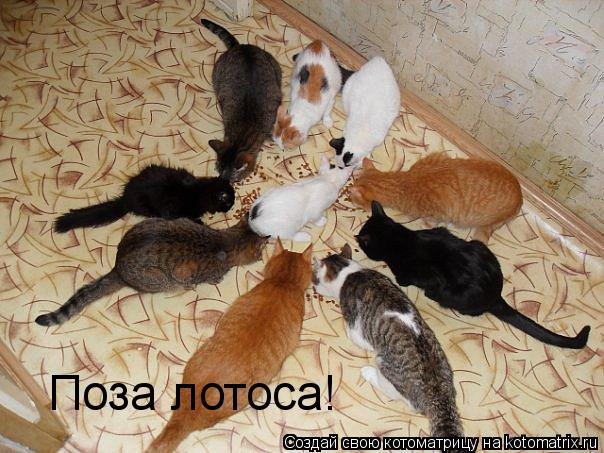 Поза лотоса!... Котоматрица: Поза лотоса!