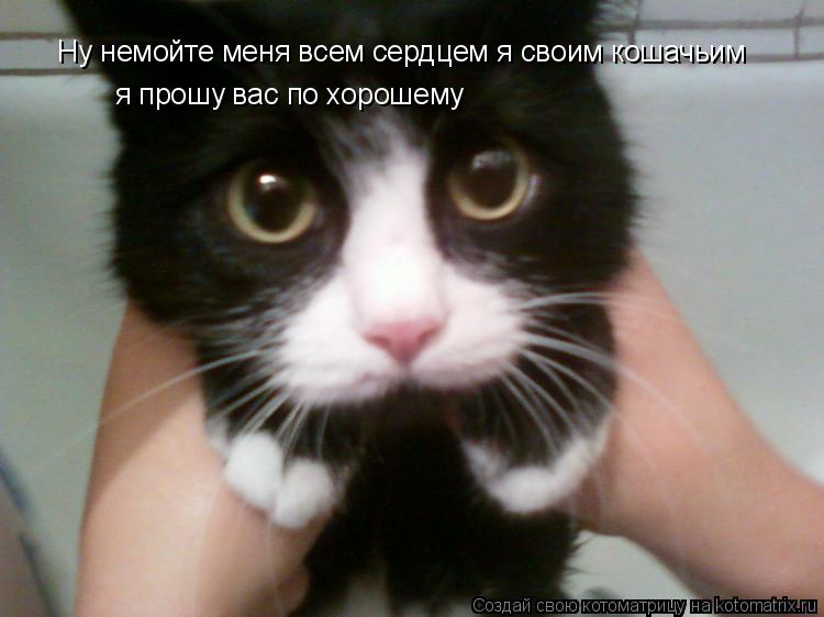 Ну немойте меня всем сердцем я своим кошачьим я прошу вас по хорошему... Котоматрица: Ну немойте меня всем сердцем я своим кошачьим я прошу вас по хорошему