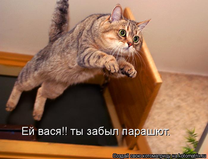 Ей вася!! ты забыл парашют.... Котоматрица: Ей вася!! ты забыл парашют.