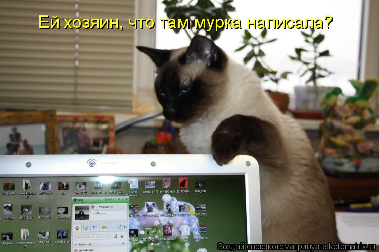 Ей хозяин, что там мурка написала?... Котоматрица: Ей хозяин, что там мурка написала?