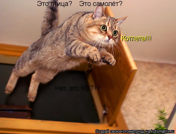 Это птица? Это самолёт? Нет, это КОТ!!! Котлета!!!... Котоматрица: Это птица? Это самолёт? Нет, это КОТ!!! Котлета!!!