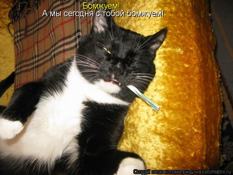 Бомжуем! А мы сегодня с тобой бомжуем!... Котоматрица: Бомжуем! А мы сегодня с тобой бомжуем!