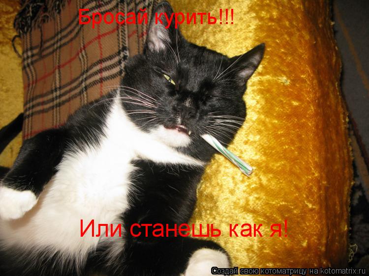 Бросай курить!!! Или станешь как я!... Котоматрица: Бросай курить!!! Или станешь как я!