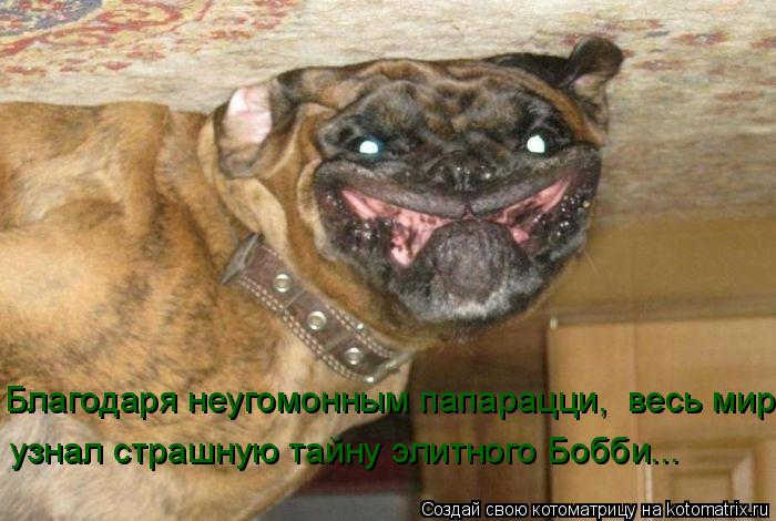 Благодаря неугомонным папарацци, весь мир узнал страшную тайну элитного Бобби...... Котоматрица: Благодаря неугомонным папарацци, весь мир узнал страшную тайну элитного Бобби...
