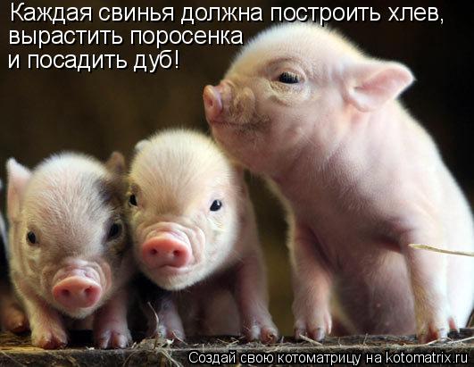 Каждая свинья должна построить хлев, вырастить поросенка и посадить дуб!... Котоматрица: Каждая свинья должна построить хлев, вырастить поросенка и посадить дуб!