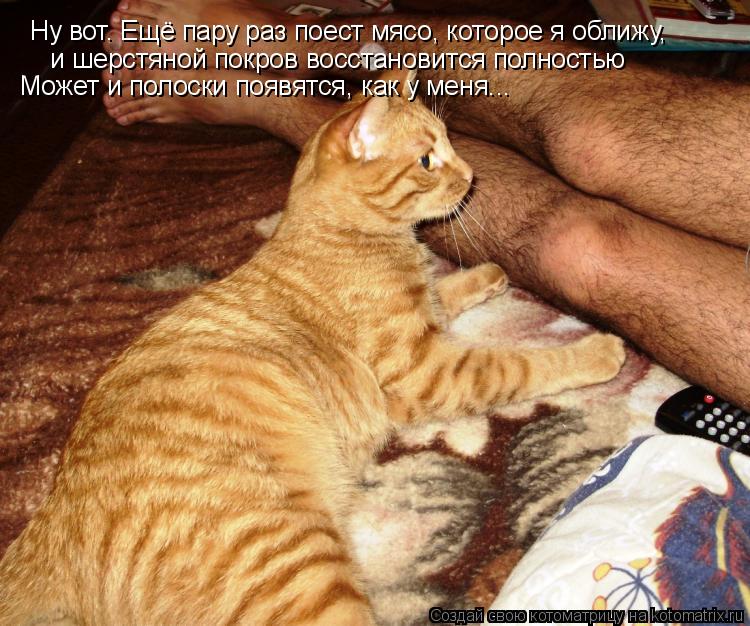 Ну вот. Ещё пару раз поест мясо, которое я оближу, и шерстяной покров восстановится полностью Может и... Котоматрица: Ну вот. Ещё пару раз поест мясо, которое я оближу, и шерстяной покров восстановится полностью Может и полоски появятся, как у меня...