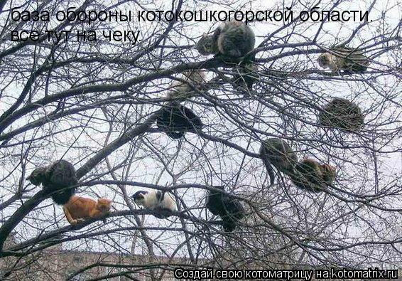база обороны котокошкогорской области. все тут на чеку.... Котоматрица: база обороны котокошкогорской области. все тут на чеку.