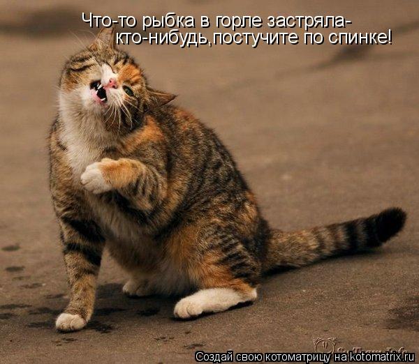 Что-то рыбка в горле застряла- кто-нибудь,постучите по спинке!... Котоматрица: Что-то рыбка в горле застряла- кто-нибудь,постучите по спинке!