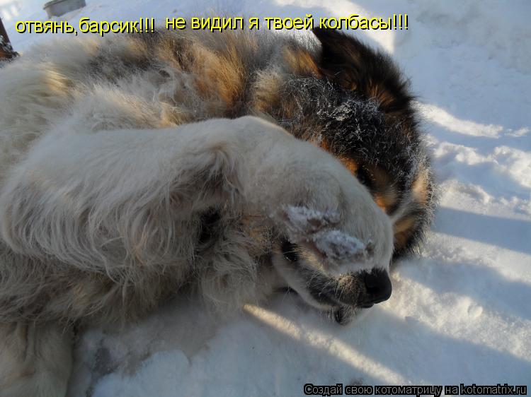 отвянь,барсик!!! не видил я твоей колбасы!!!... Котоматрица: отвянь,барсик!!! не видил я твоей колбасы!!!