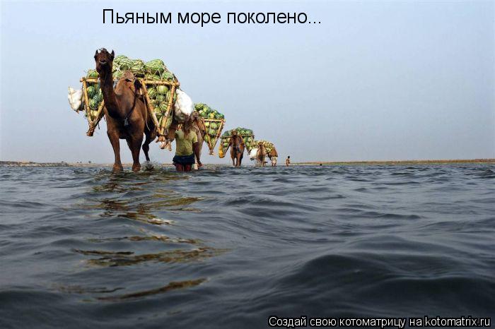Пьяным море поколено...... Котоматрица: Пьяным море поколено...