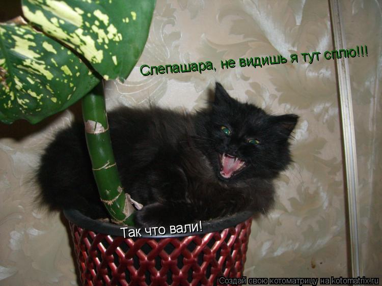 Слепашара, не видишь я тут сплю!!! Так что вали!... Котоматрица: Слепашара, не видишь я тут сплю!!! Так что вали!