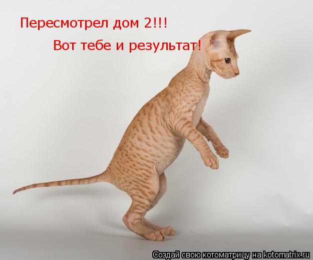 Пересмотрел дом 2!!! Вот тебе и результат!... Котоматрица: Пересмотрел дом 2!!! Вот тебе и результат!