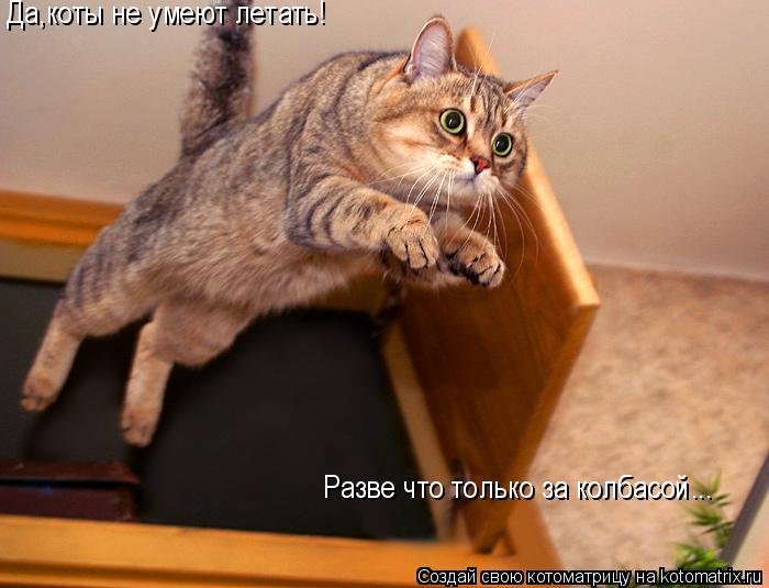 Да,коты не умеют летать! Разве что только за колбасой...... Котоматрица: Да,коты не умеют летать! Разве что только за колбасой...