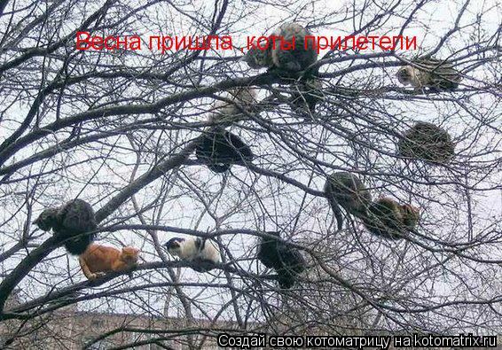 Весна пришла ,коты прилетели... Котоматрица: Весна пришла ,коты прилетели