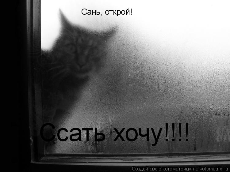 Сань, открой! Ссать хочу!!!!... Котоматрица: Сань, открой! Ссать хочу!!!!
