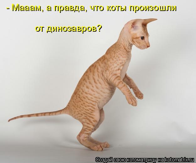 Котоматрица: - Мааам, а правда, что коты произошли от динозавров?