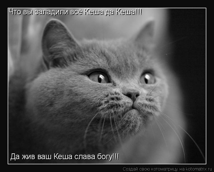 Что вы заладили всё Кеша да Кеша!!! Да жив ваш Кеша слава богу!!!... Котоматрица: Что вы заладили всё Кеша да Кеша!!! Да жив ваш Кеша слава богу!!!
