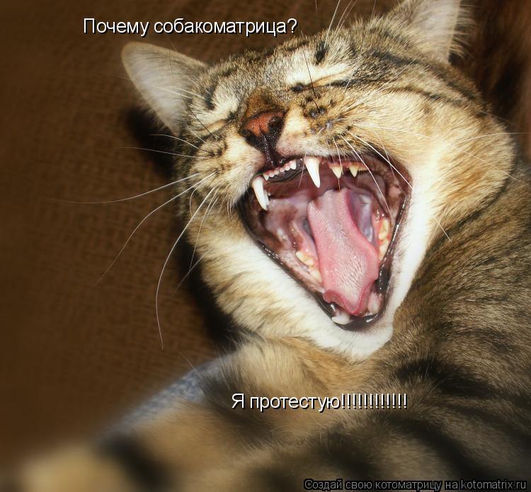 Почему собакоматрица? Я протестую!!!!!!!!!!!!... Котоматрица: Почему собакоматрица? Я протестую!!!!!!!!!!!!