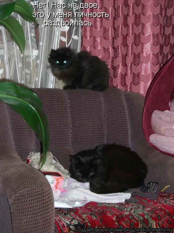 Нет! Нас не двое, это у меня личность раздвоилась... Котоматрица: Нет! Нас не двое, это у меня личность раздвоилась