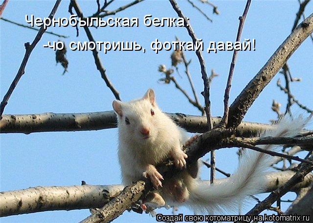 Чернобыльская белка: -чо смотришь, фоткай давай!... Котоматрица: Чернобыльская белка: -чо смотришь, фоткай давай!