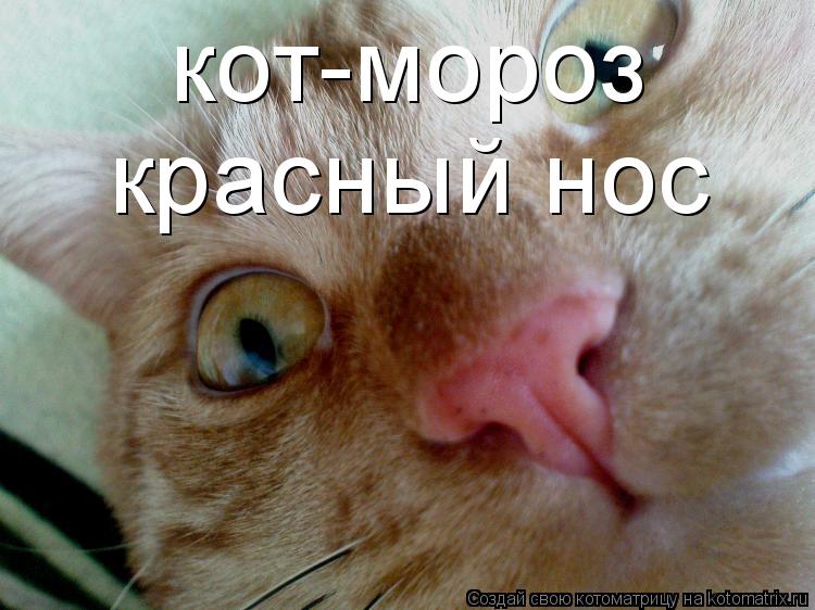 кот-мороз красный нос... Котоматрица: кот-мороз красный нос