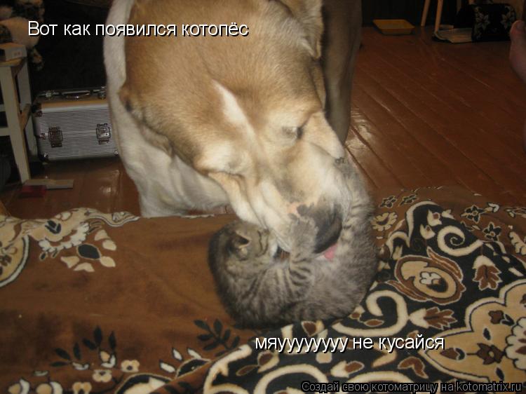 Вот как появился котопёс мяуууууууу не кусайся... Котоматрица: Вот как появился котопёс мяуууууууу не кусайся