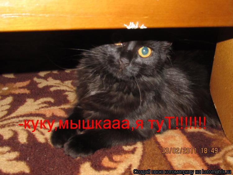 -куку,мышкааа,я туT!!!!!!!... Котоматрица: -куку,мышкааа,я туT!!!!!!!